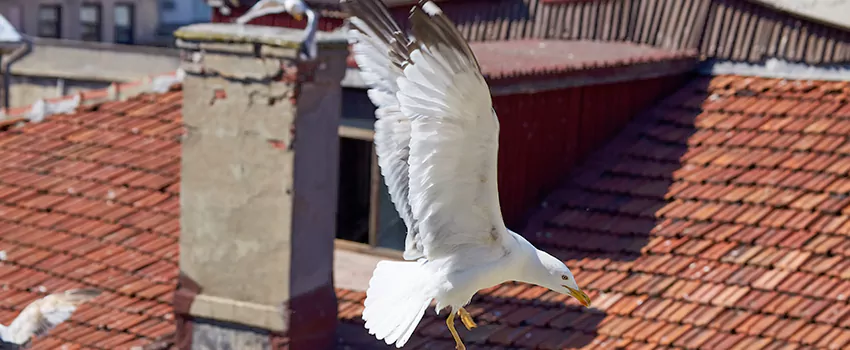 Residential Chimney Animal Removal Solution in Junction City, KS