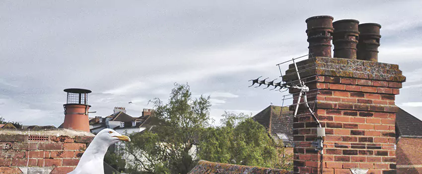 Chimney Cleaning And Restoration in Junction City, Kansas